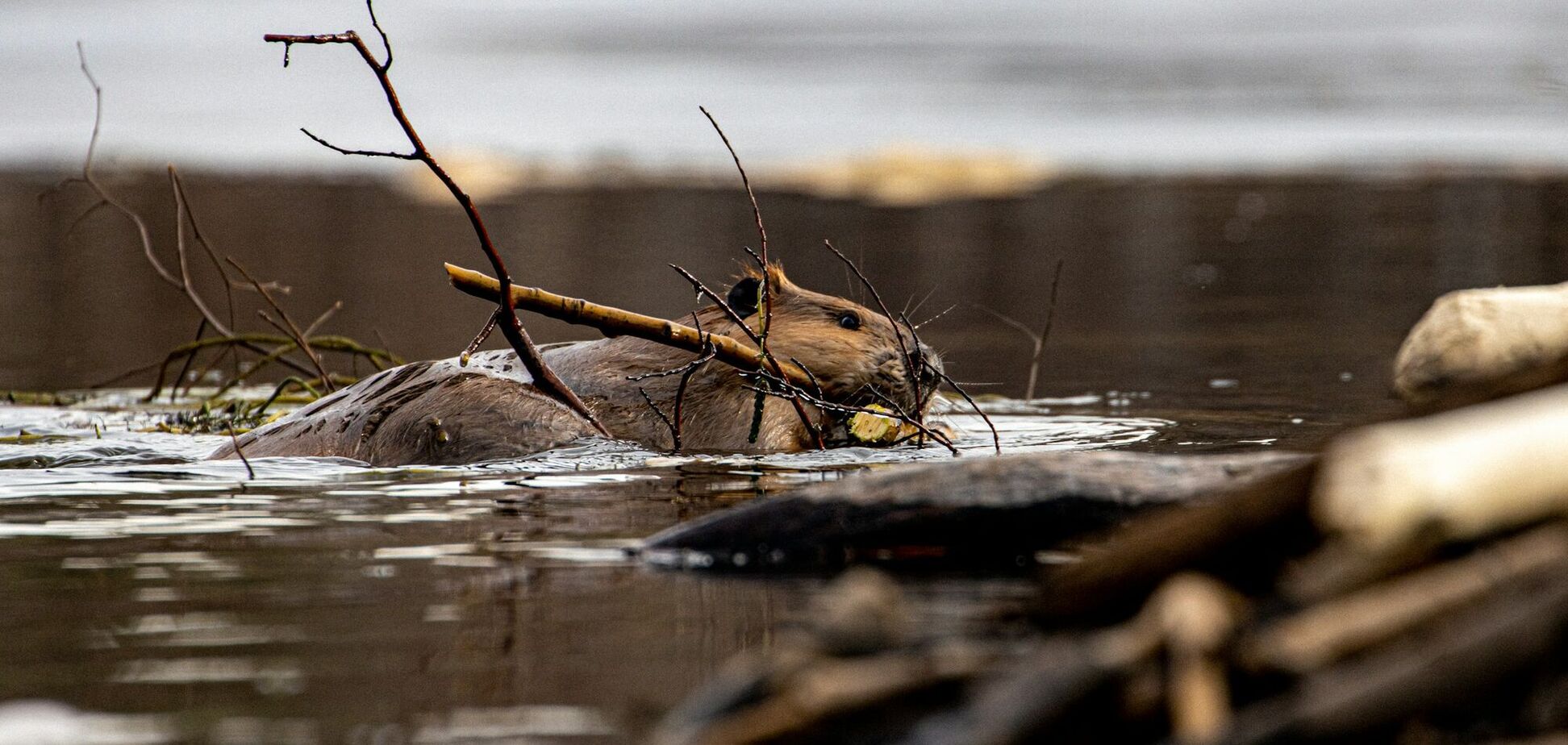 'Как бобер в сале': что означает интересный украинский фразеологизм