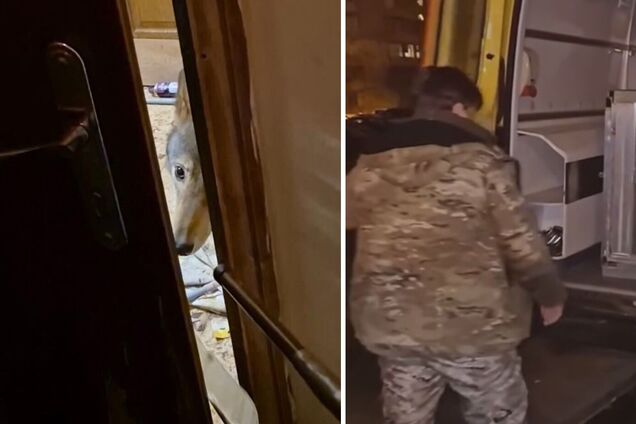 В Киеве спасли волка из квартиры: жил в страшных условиях и напал на владелицу. Подробности и видео