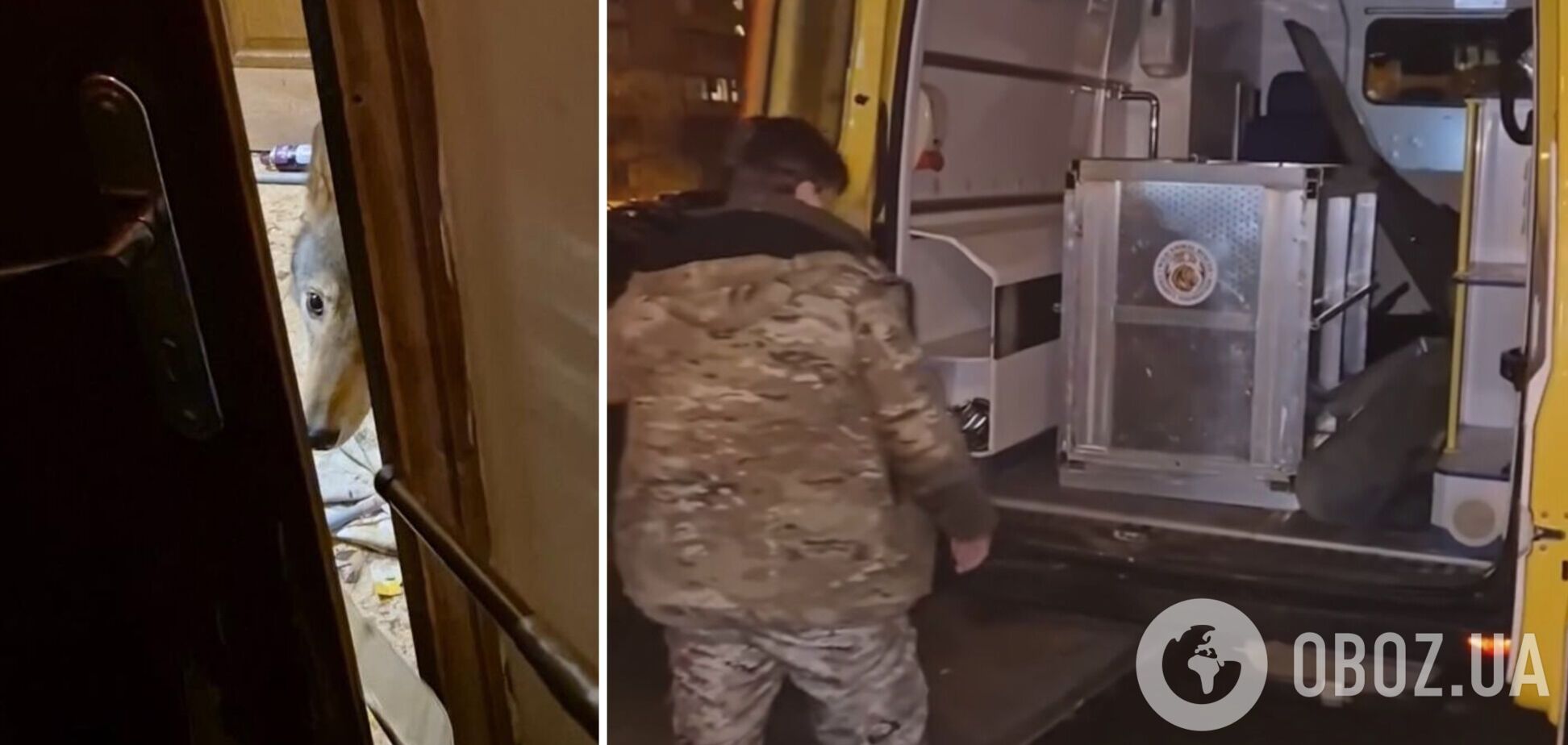 В Киеве на Оболони волк напал на владелицу: хищника забрали зооспасатели. Подробности и видео