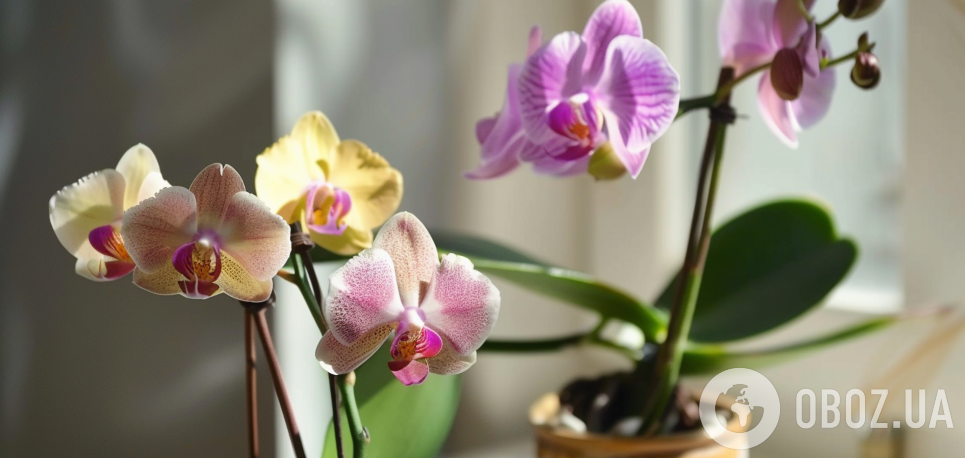 Які помилки псують орхідеї: їх роблять дуже часто