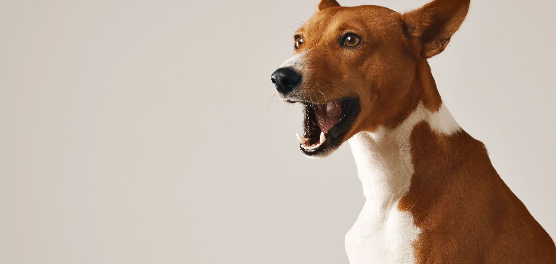 Они всегда счастливы: почему собаки так радуются, когда хозяева возвращаются домой