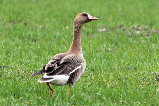 Преодолели 6 тыс. км: в Одесскую область из тундры прилетели сотни гусей. Фото и видео