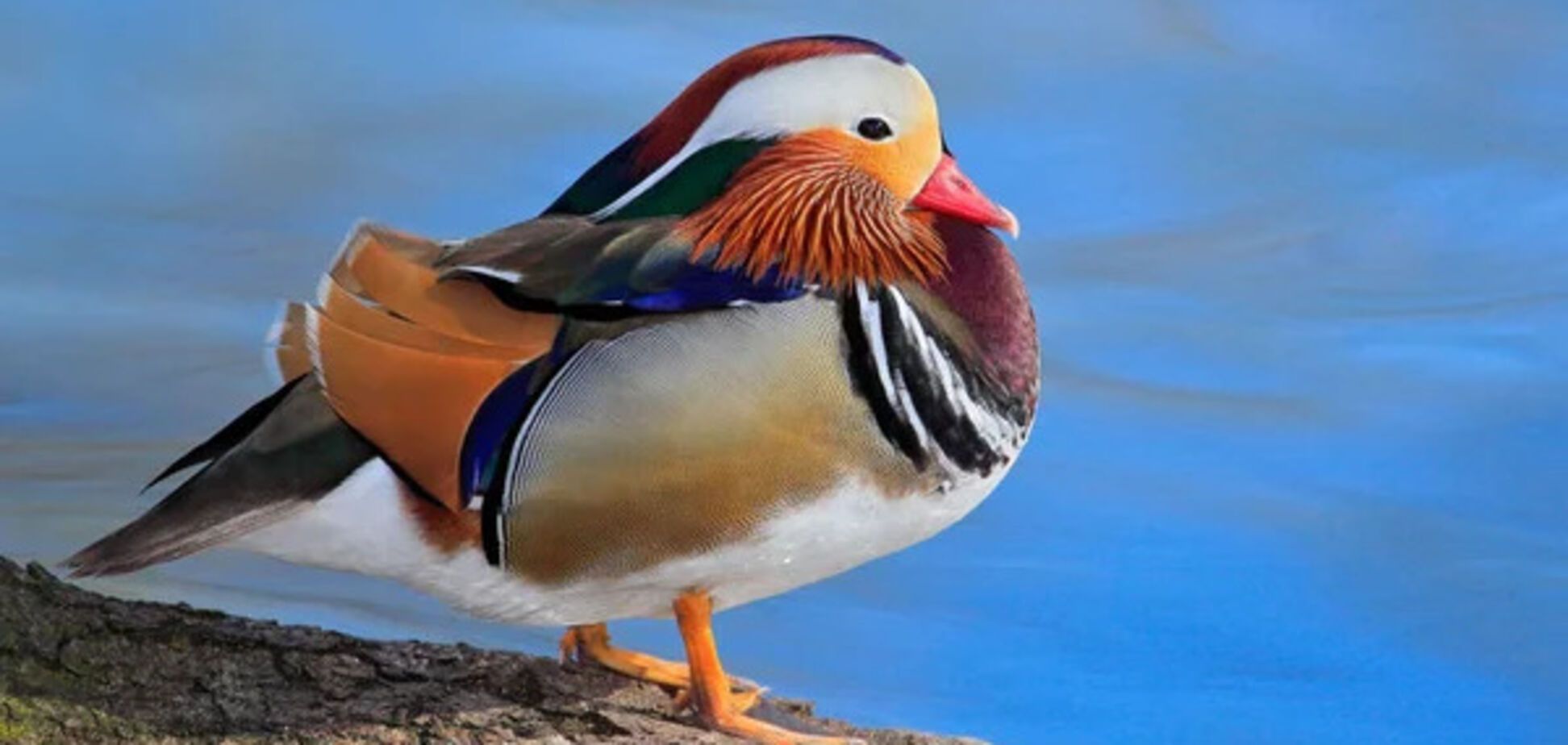 На березі Дніпра помітили одного із найекзотичніших птахів у світі. Відео