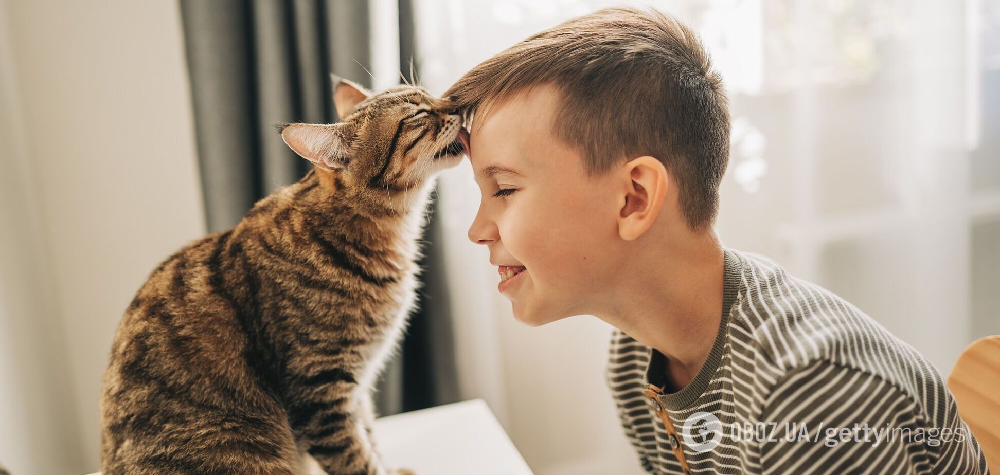 Как общаться с котом, чтобы он вас понимал: ученые нашли простой способ