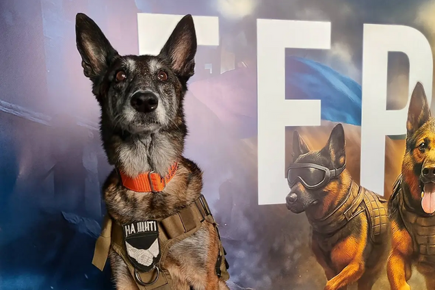 'Жива легенда': собака Спаркі з Дніпропетровщини, який розшукав сотні тіл загиблих людей, отримав орден. Фото і відео