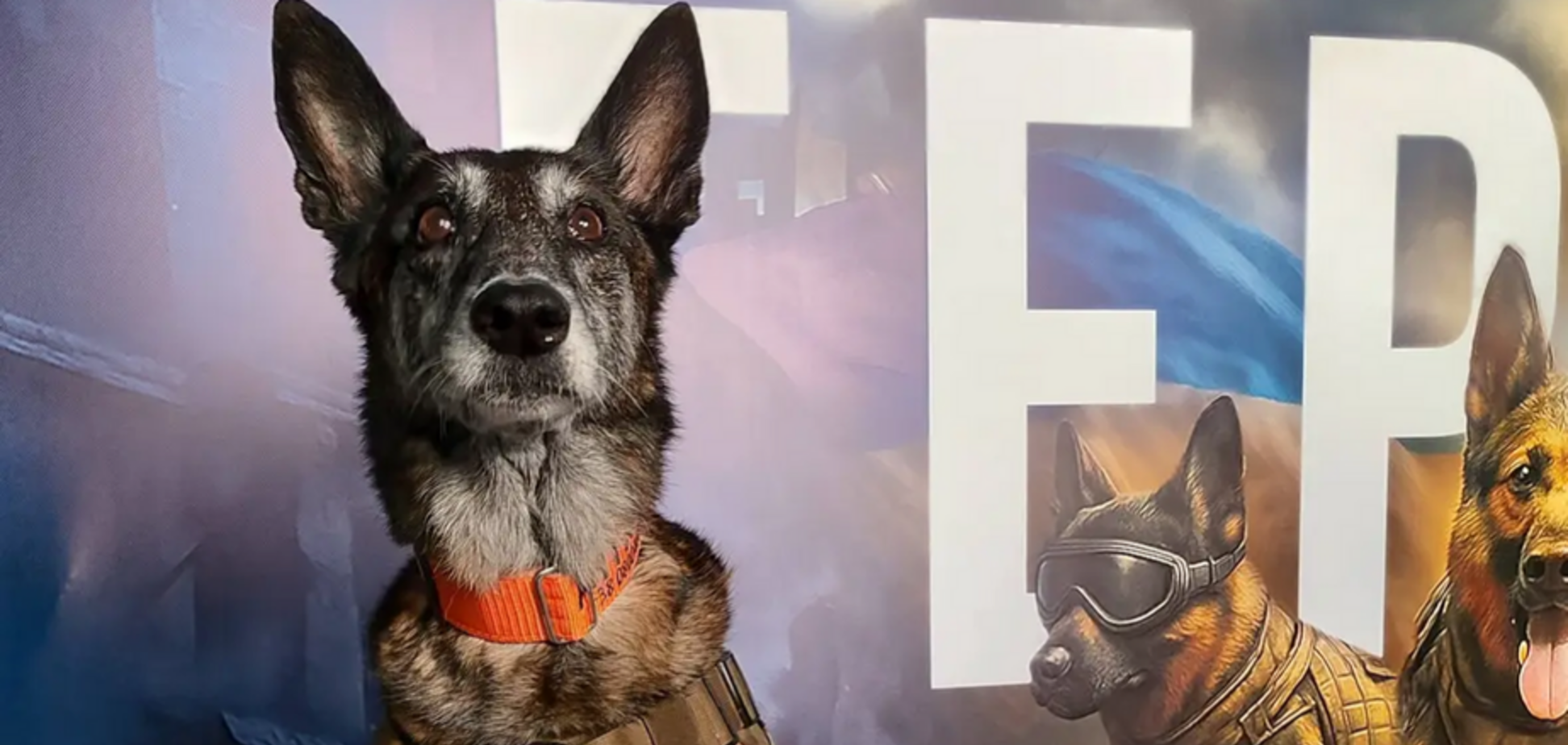 'Жива легенда': собака Спаркі з Дніпропетровщини, який розшукав сотні тіл загиблих людей, отримав орден. Фото і відео