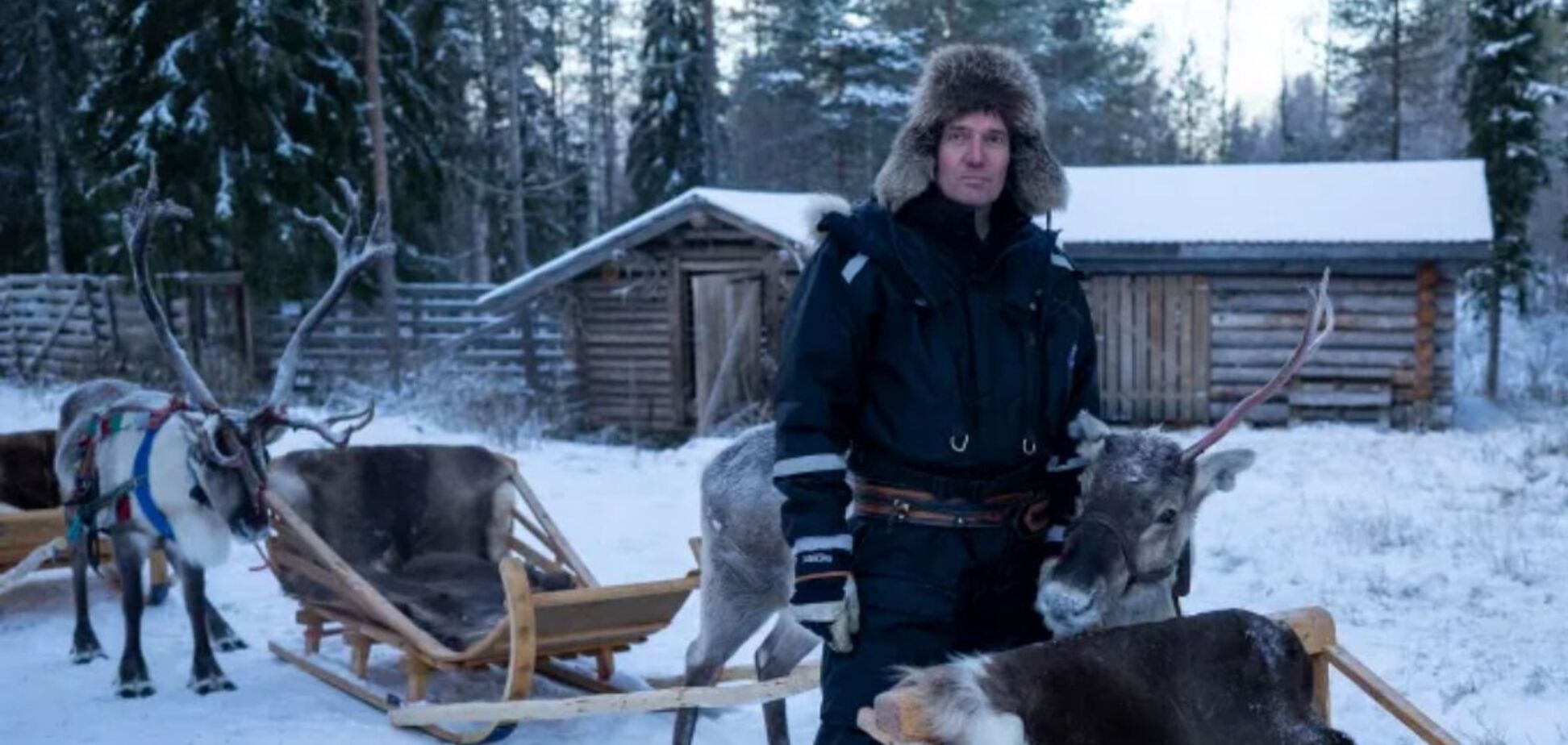 В Финляндии пожаловались, что волки массово уничтожают оленей: при чем здесь война в Украине