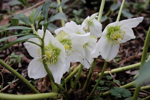 У Дніпрі зацвіла 'морозна троянда', здатна викликати сильне отруєння. Фото