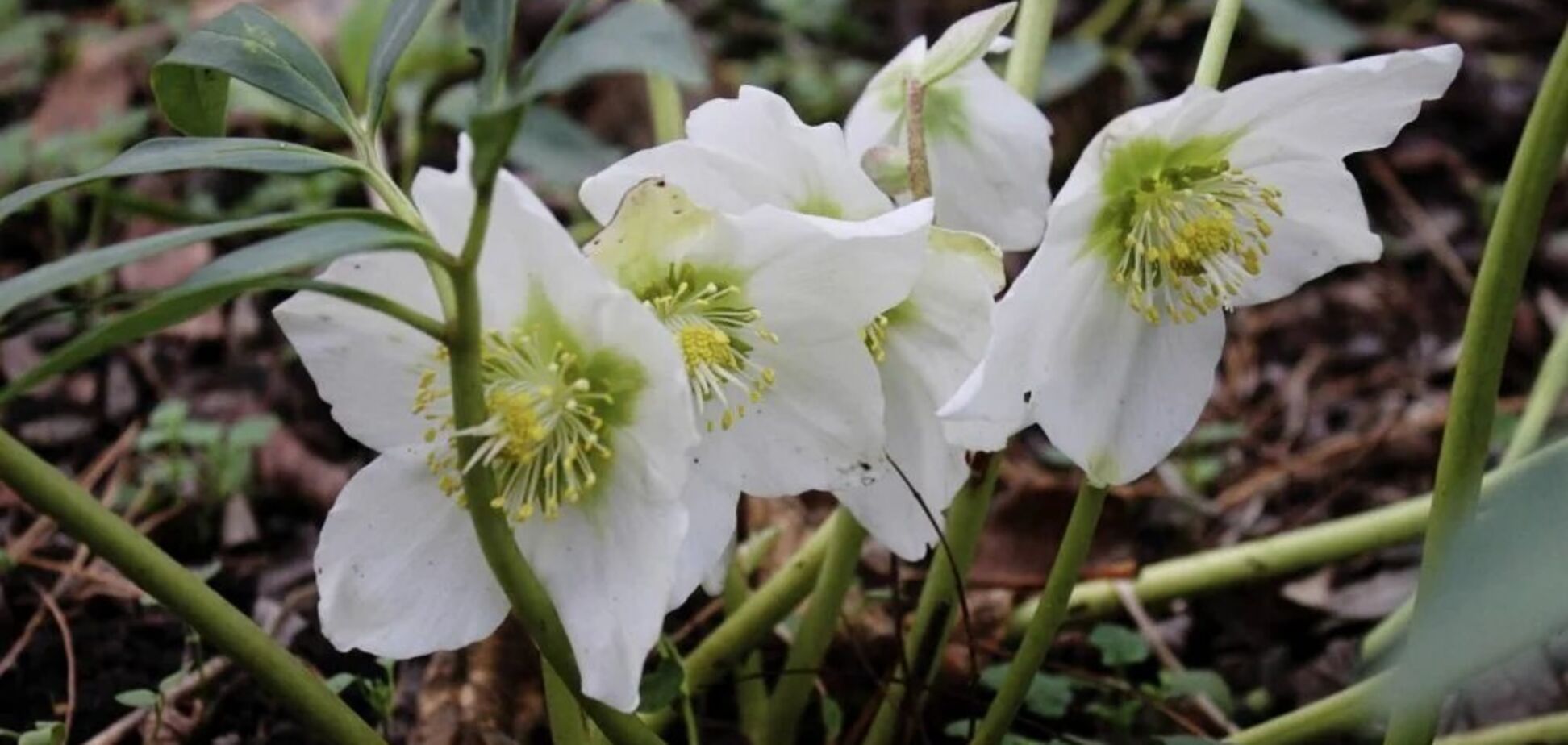 У Дніпрі зацвіла 'морозна троянда', здатна викликати сильне отруєння. Фото