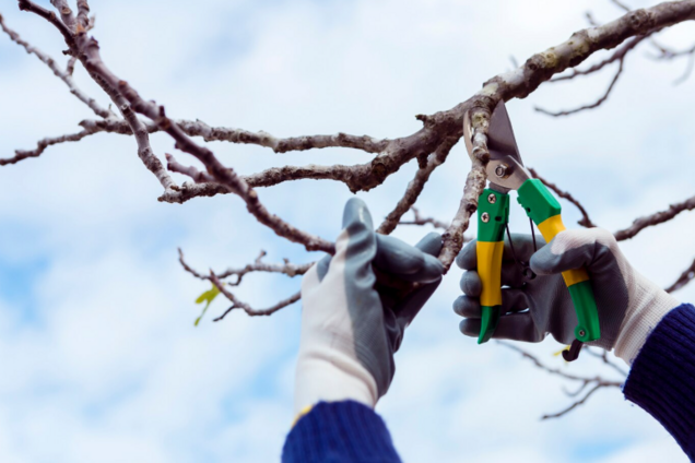 Топ-3 рослин, які варто обрізати в грудні: тоді вони гарно зацвітуть весною