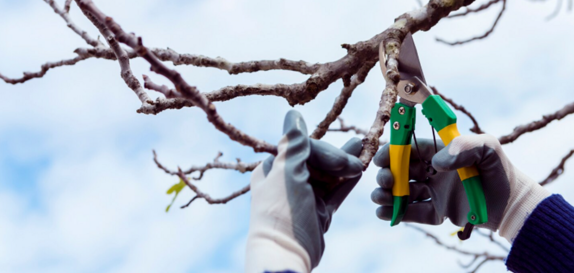 Топ-3 растений, которые стоит обрезать в декабре: тогда они красиво зацветут весной