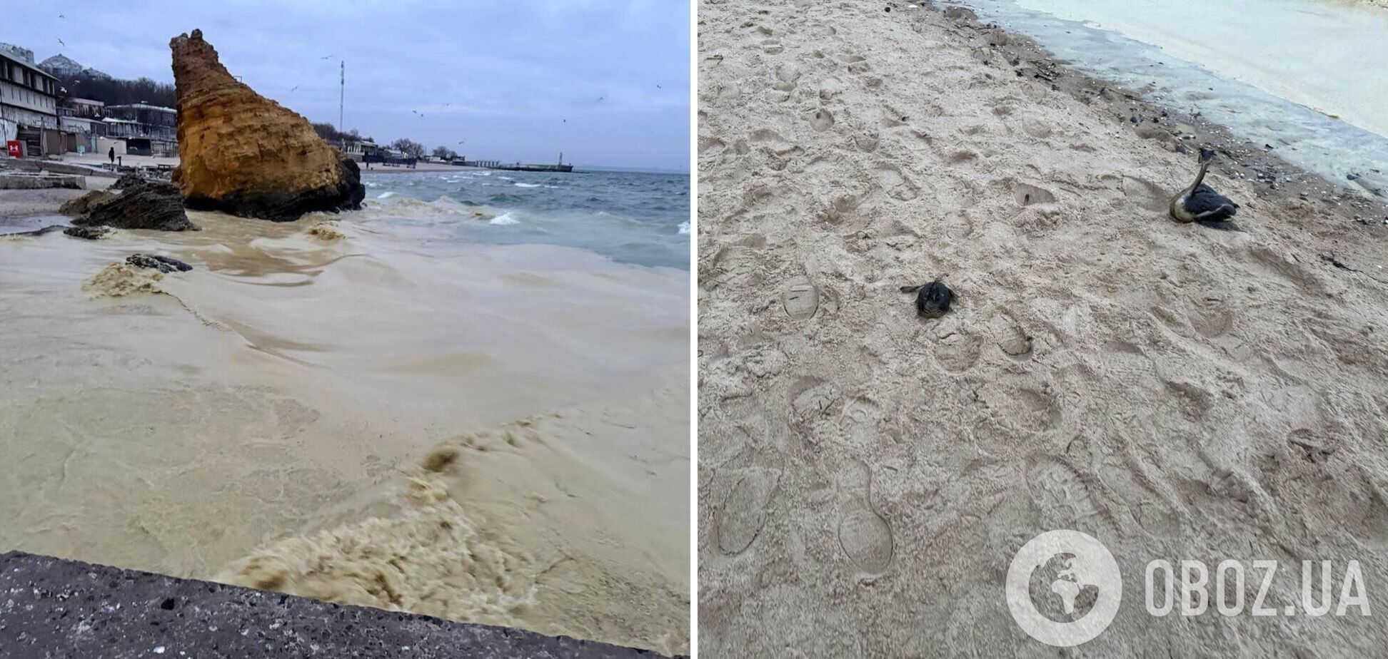 На Одещині зафіксували забруднення прибережної зони і загибель птахів: у МВА пояснили, що сталося. Фото та відео