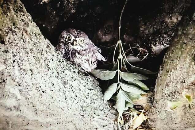 Символ богині Афіни: на Одещині помітили унікального птаха. Фото