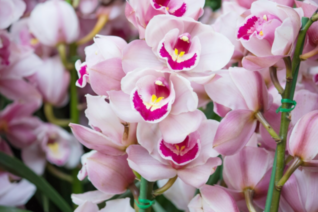 Що зробити, щоб орхідеї рясно зацвіли взимку: поради для любителів квітів