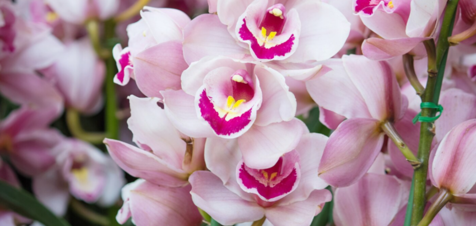 Что сделать, чтобы орхидеи обильно зацвели зимой: советы для любителей цветов