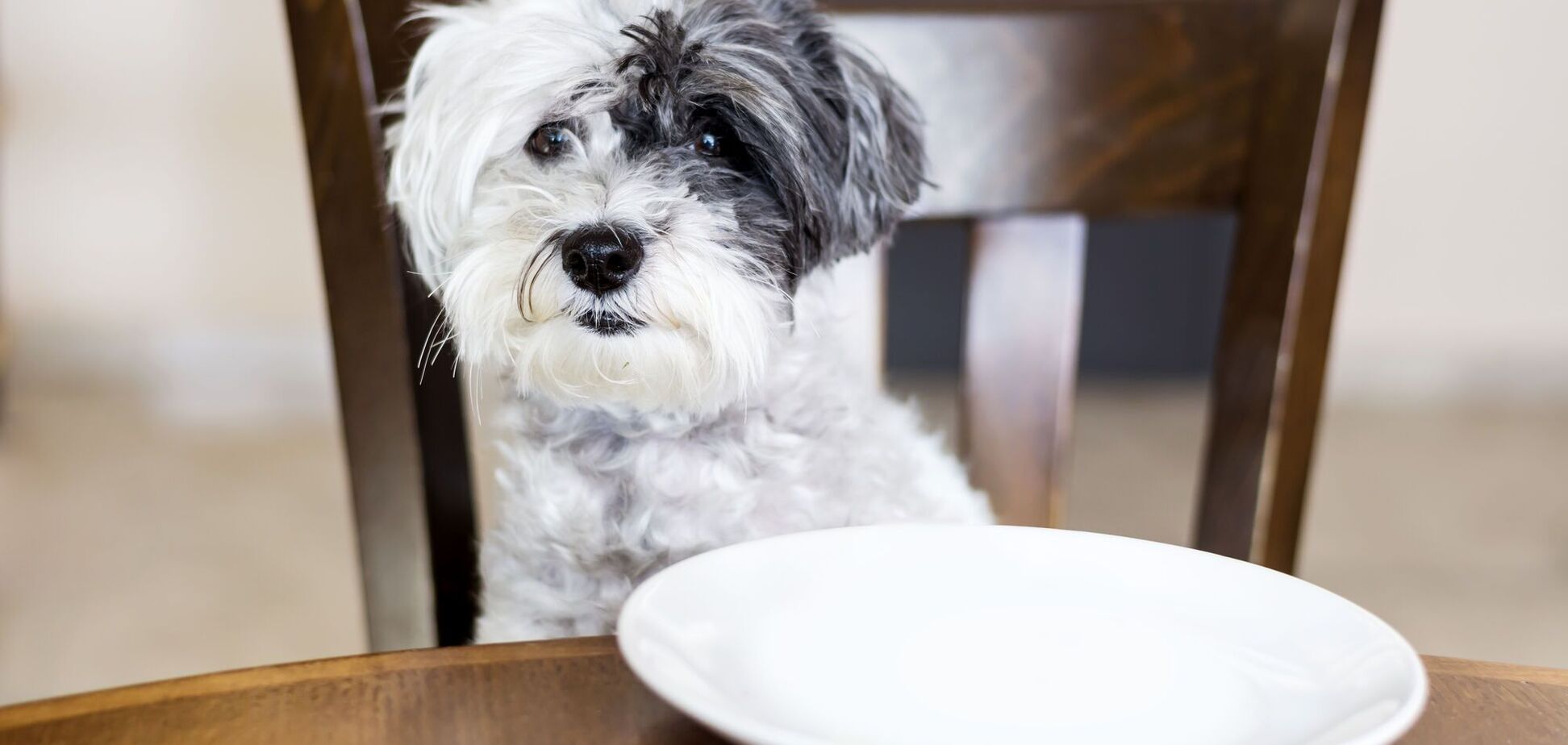 Что не стоит давать собаке во время праздничного застолья: эта еда опасна для нее