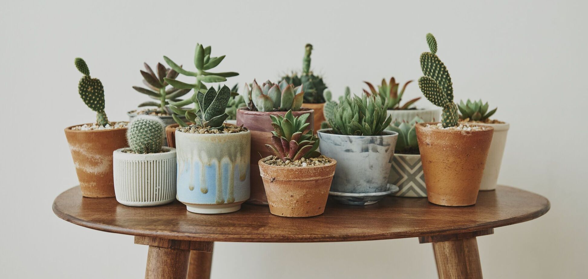 Дуже легко доглядати: які сукуленти обрати для зими