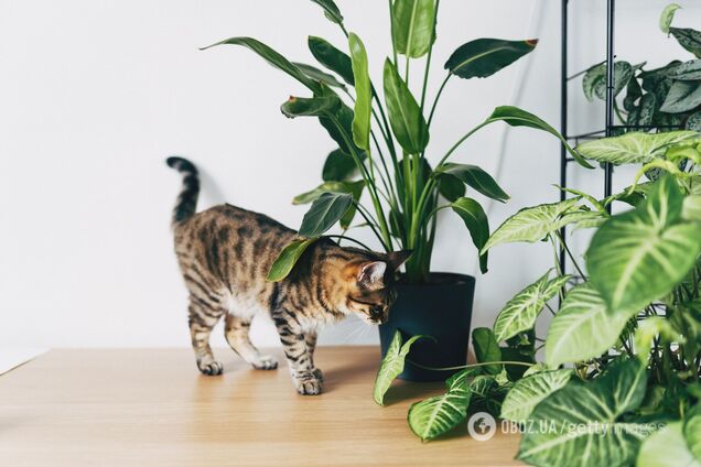 Красивые и безопасные: какие комнатные растения не ядовиты для котов