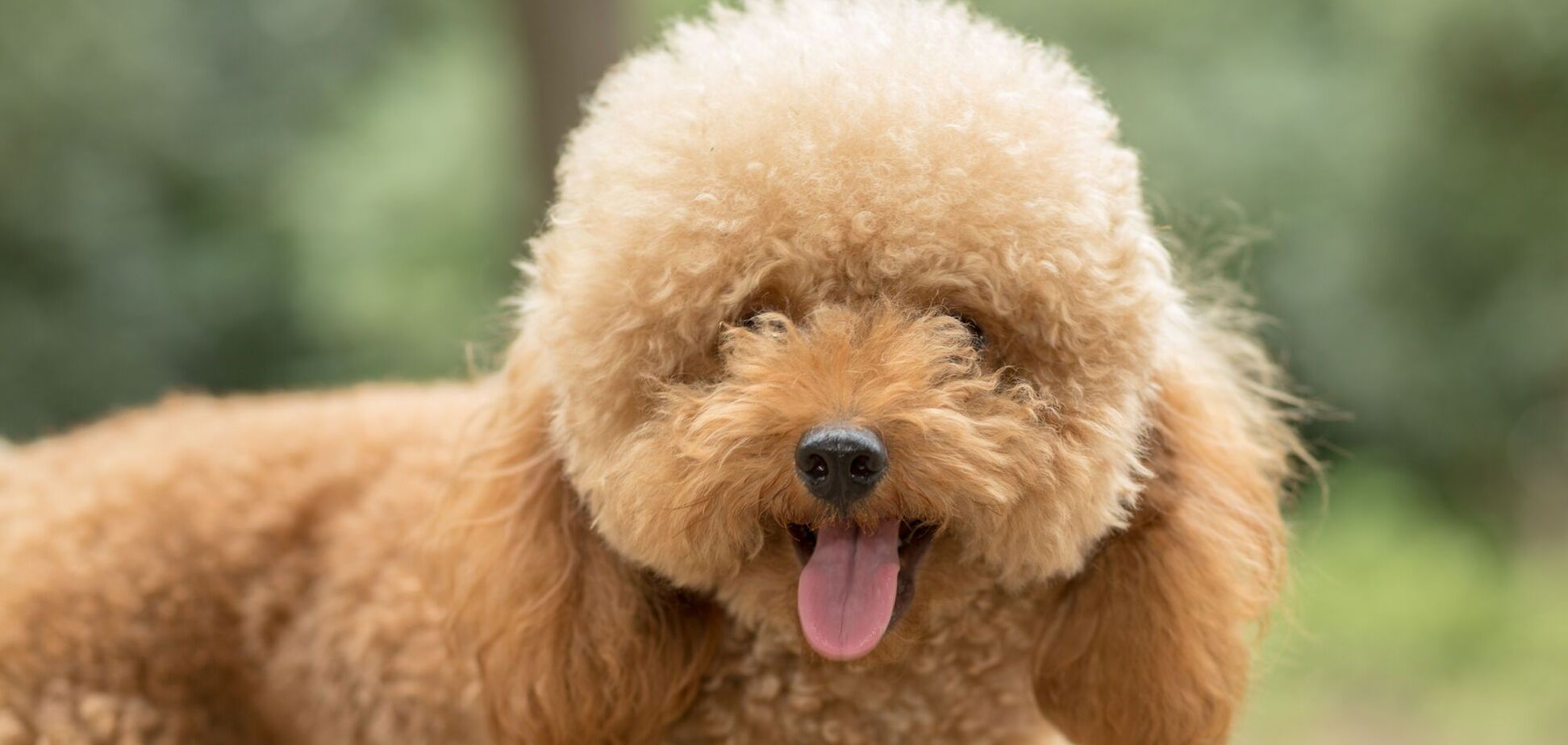 Кінолог назвав п’ять порід собак, яких сильно переоцінюють: не все так просто, як здається