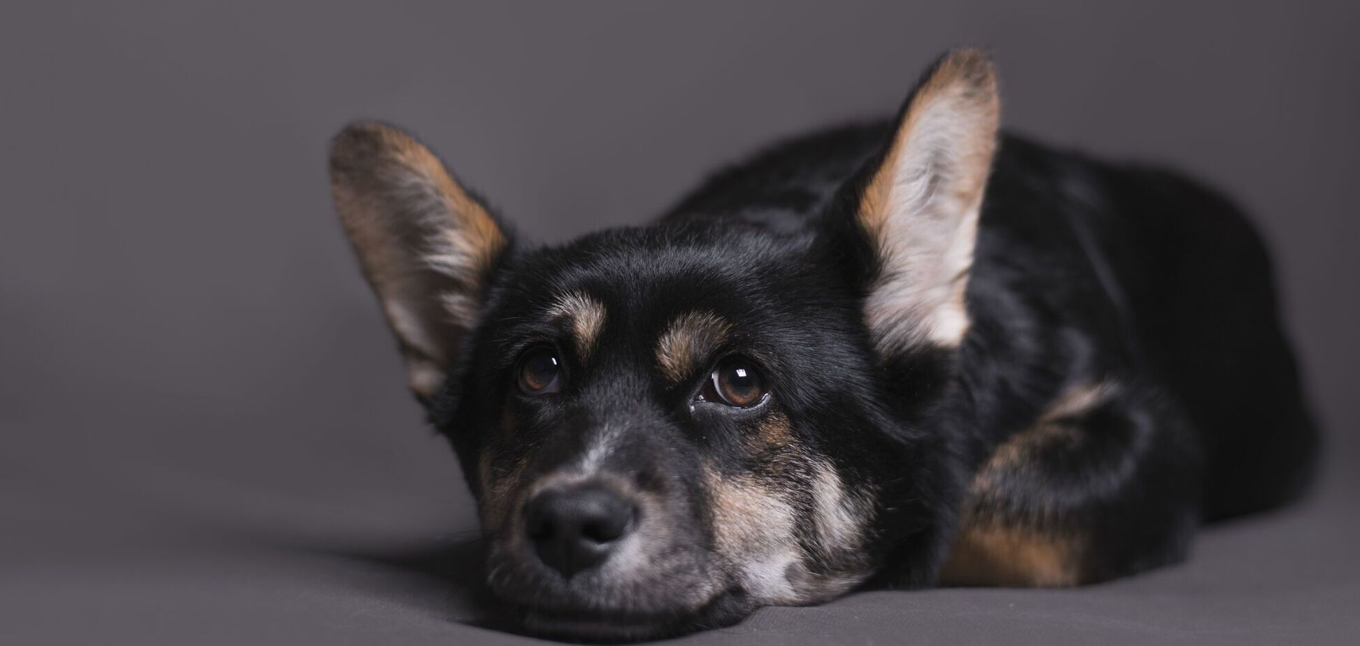 Чому насправді ваш собака 'зітхає': названо дві неочікувані причини