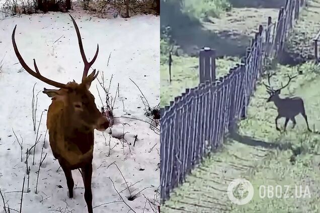 'Без лишних хлопот пересекали границу': в ГПСУ показали представителей дикой фауны, которых 'поймала' камера. Видео