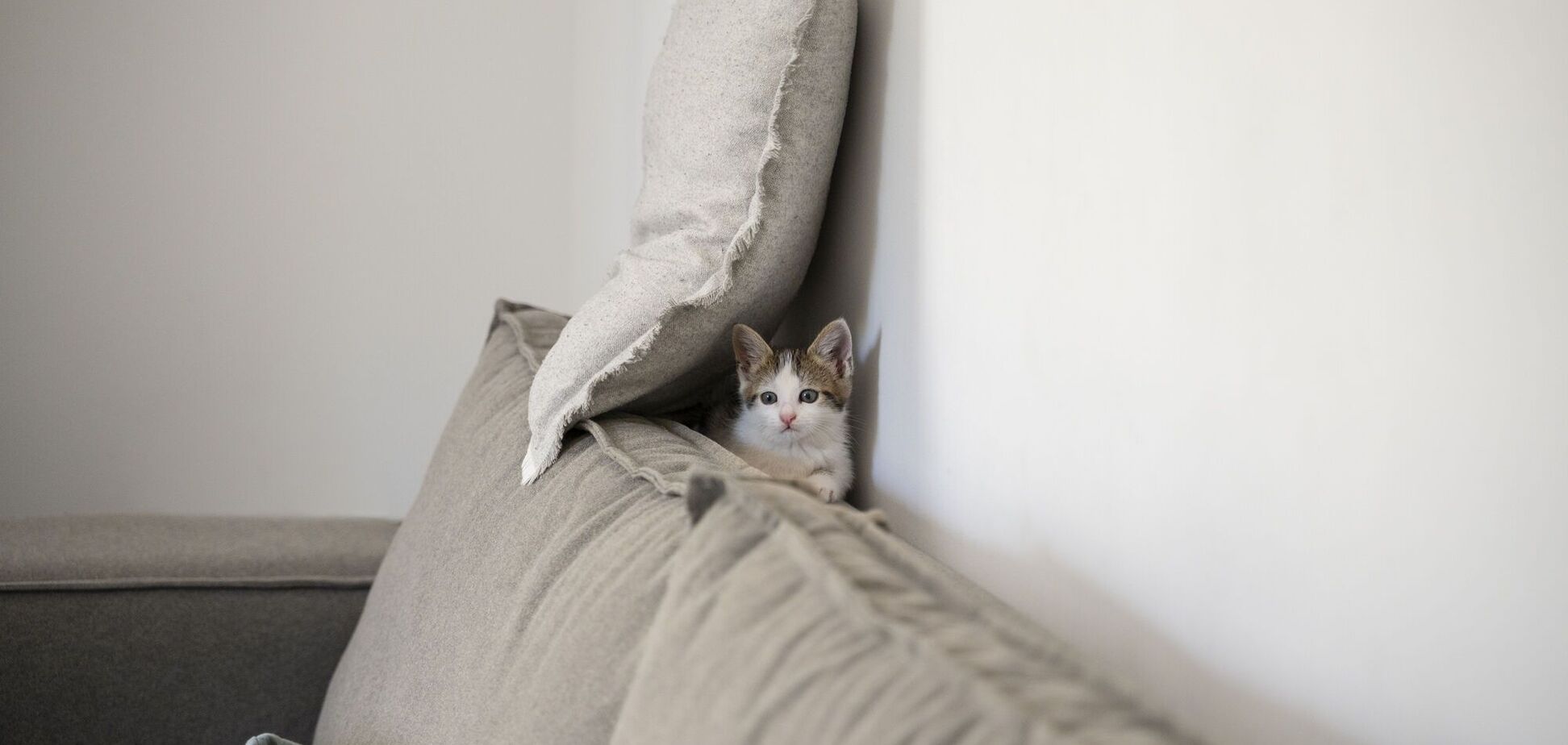 Чи можна надовго лишати вдома кота: є нюанси