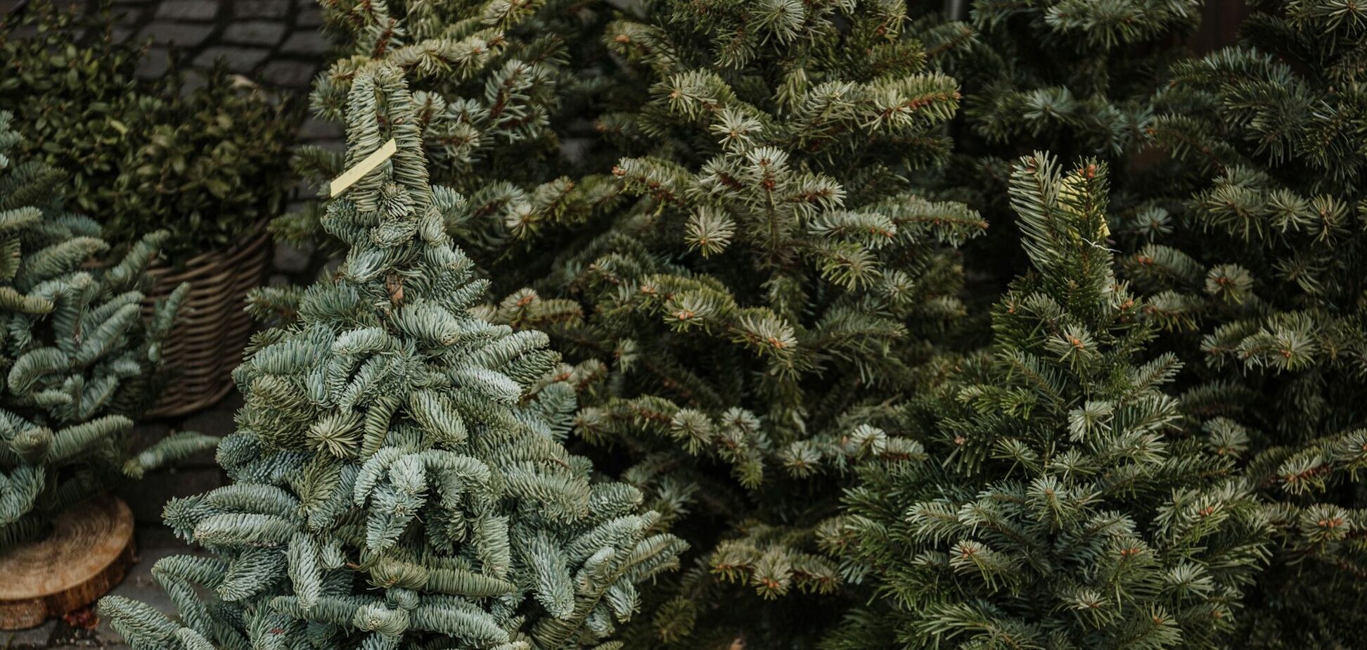 Ілюстрація - новорічна ялинки