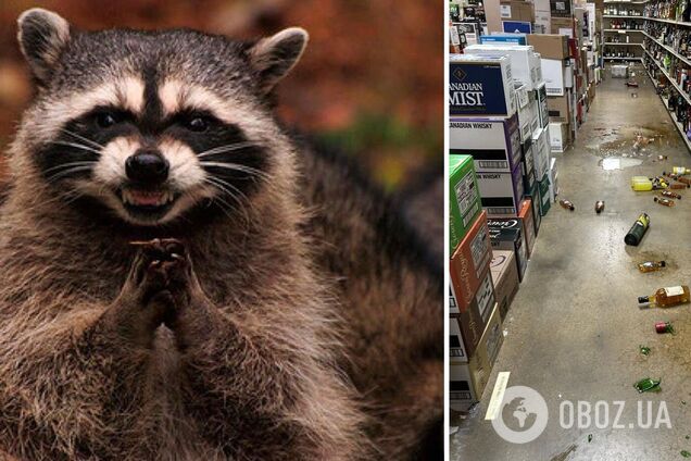 Напився і заснув у туалеті: єнот-злодюжка влаштував "алкогольне пограбування" і став зіркою телебачення в США. Фото