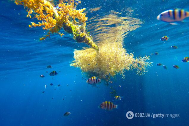 На Земле есть одно море, не имеющее берегов: как так получилось
