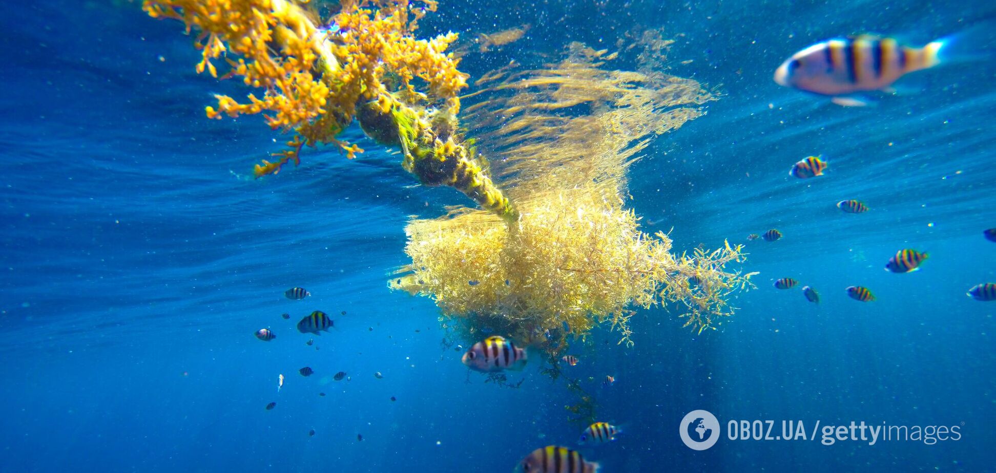 На Земле есть одно море, не имеющее берегов: как так получилось