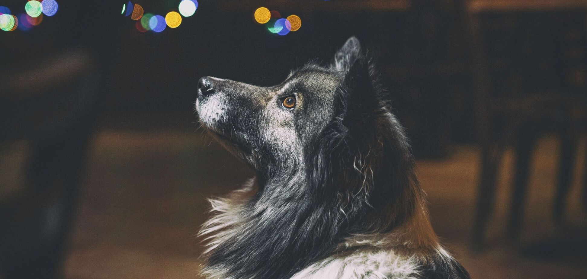 Що не варто робити в новорічну ніч, якщо у вас є собака: він може злякатися і отримати стрес