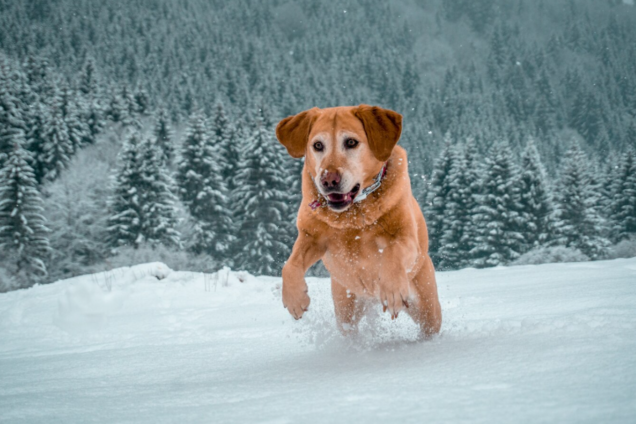 Коли варто вигулювати собаку взимку: названа безпечна температура та частина доби