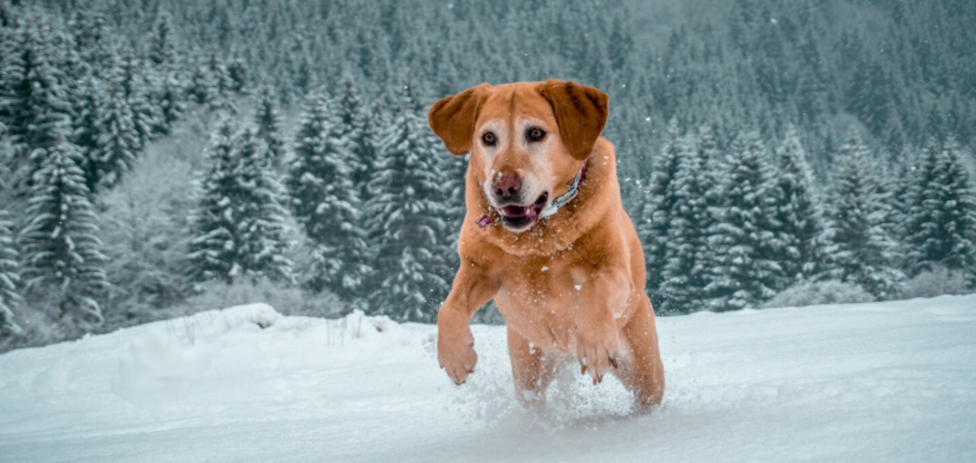 Коли варто вигулювати собаку взимку: названа безпечна температура та частина доби