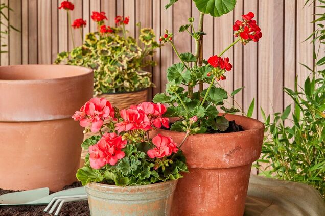 Как восстановить пожелтевшую герань за несколько дней: советы