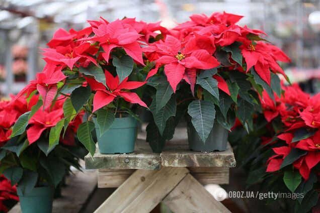 Как ухаживать за рождественником, чтобы он радовал красотой как можно дольше: советы