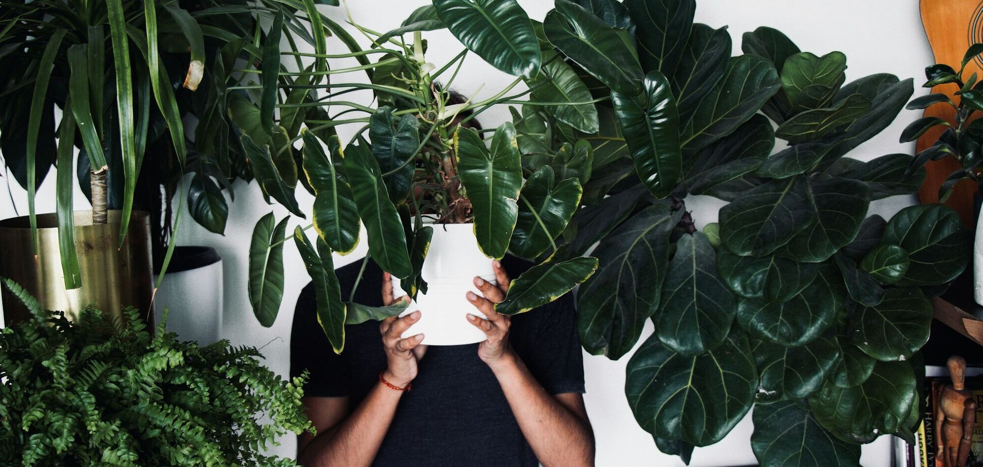 Нехватка света – не проблема: 6 растений, которые будут процветать даже в темной комнате