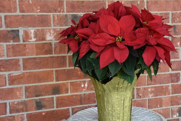 Не ставьте пуансеттию в этом месте: рождественский цветок быстро погибнет