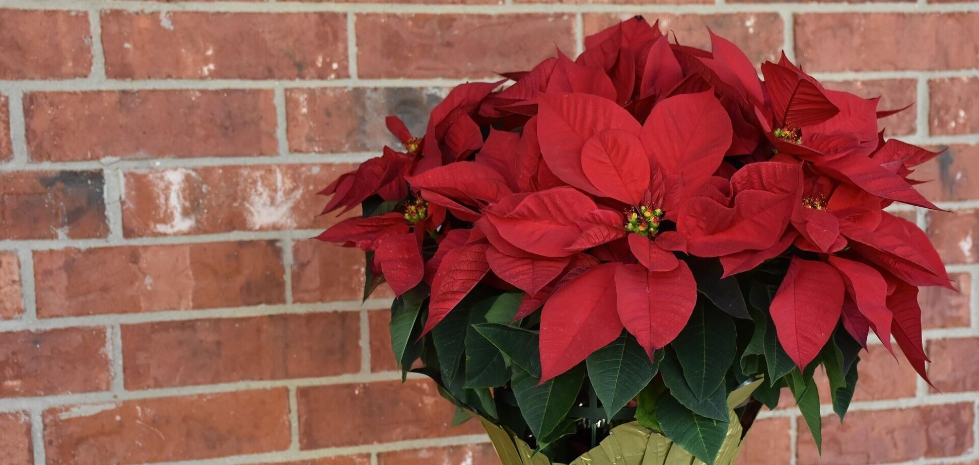 Не ставте пуансетію в цьому місці: різдвяна квітка швидко загине