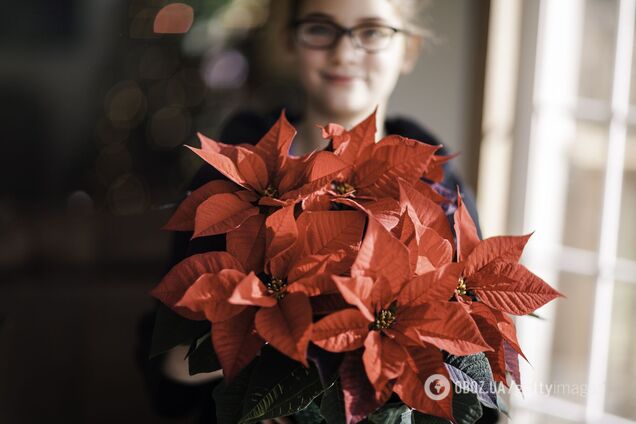 Як довго живуть пуансетії: як максимально продовжити час цвітіння
