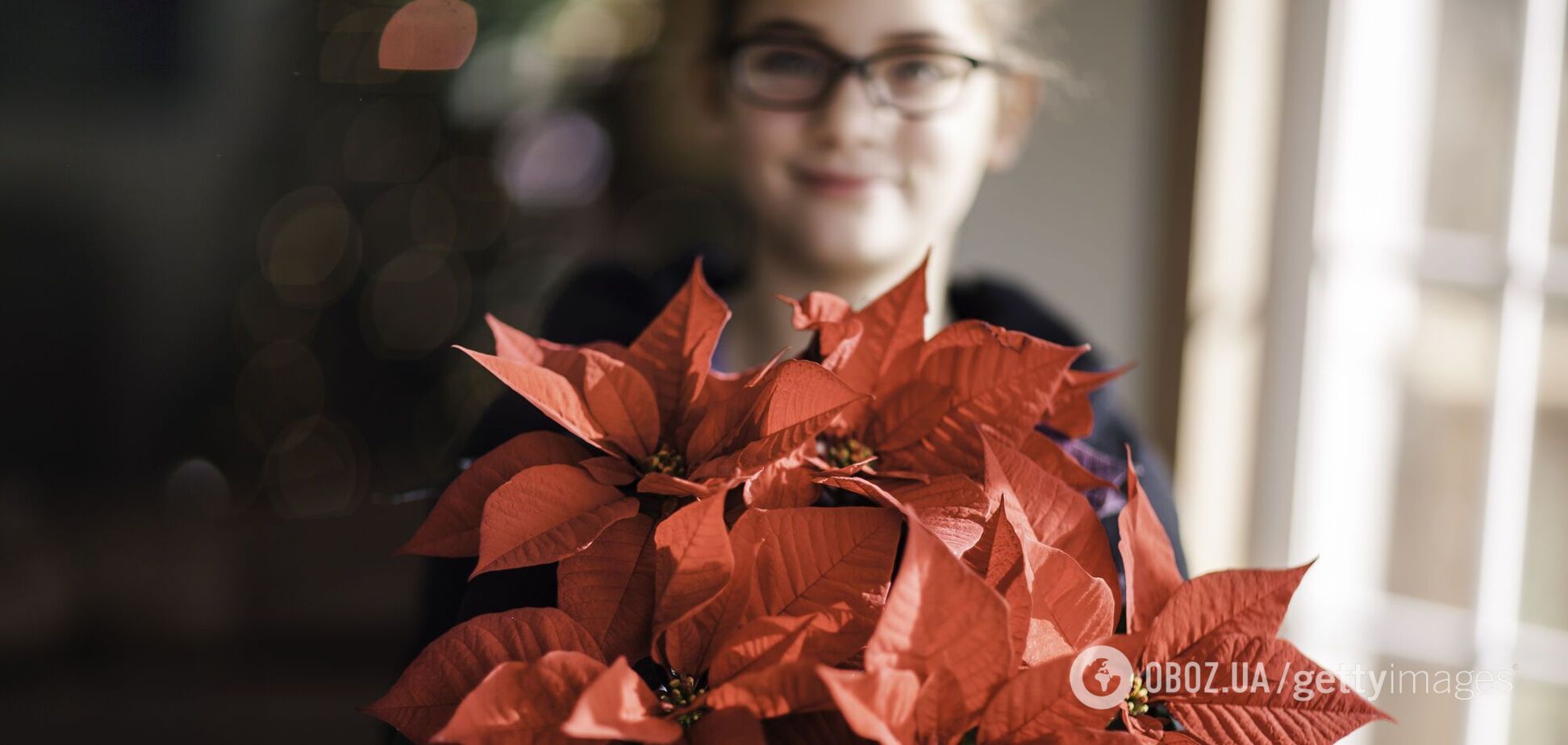 Як довго живуть пуансетії: як максимально продовжити час цвітіння