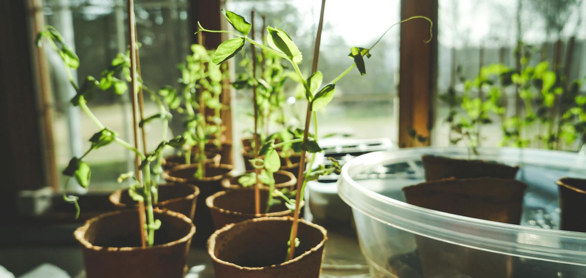 Что можно сеять на рассаду в декабре: список