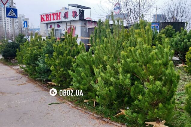 Від маленьких до великих: стали відомі ціни на новорічні дерева в Києві. Фото