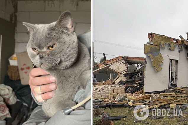 На Київщині жінка через 9 днів знайшла живим кота, який пережив удар 'Шахеда'. Фото та подробиці