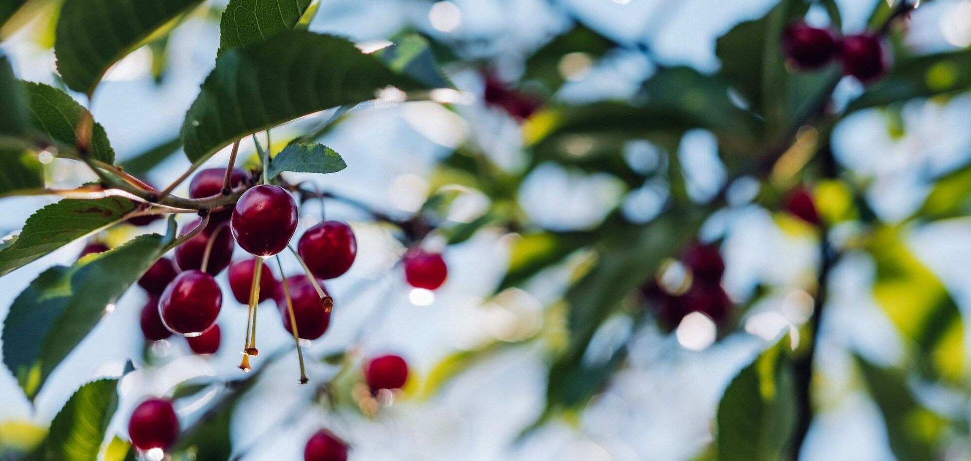 Як захистити вишню і черешню від зимових морозів: поради