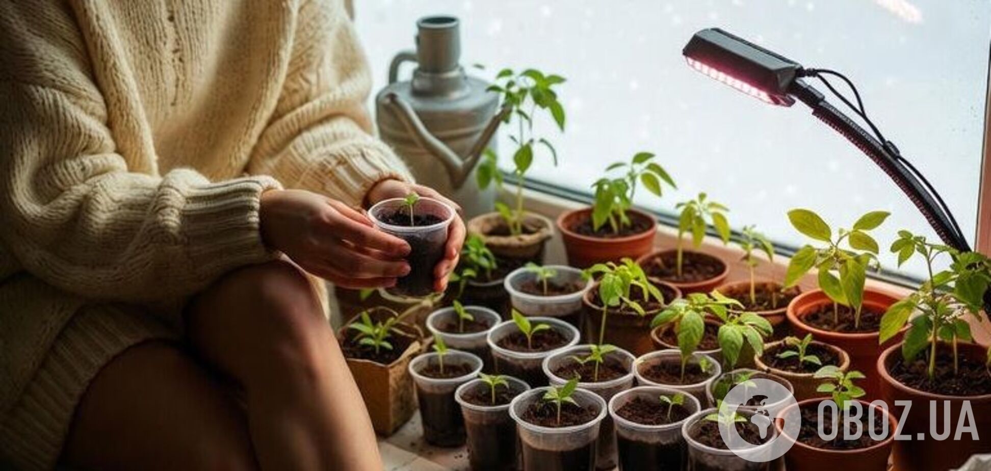 Сделайте мини-огород: что можно выращивать на подоконнике зимой