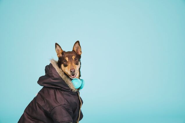 Коли варто одягнути собаці верхній одяг взимку: пояснюють експерти