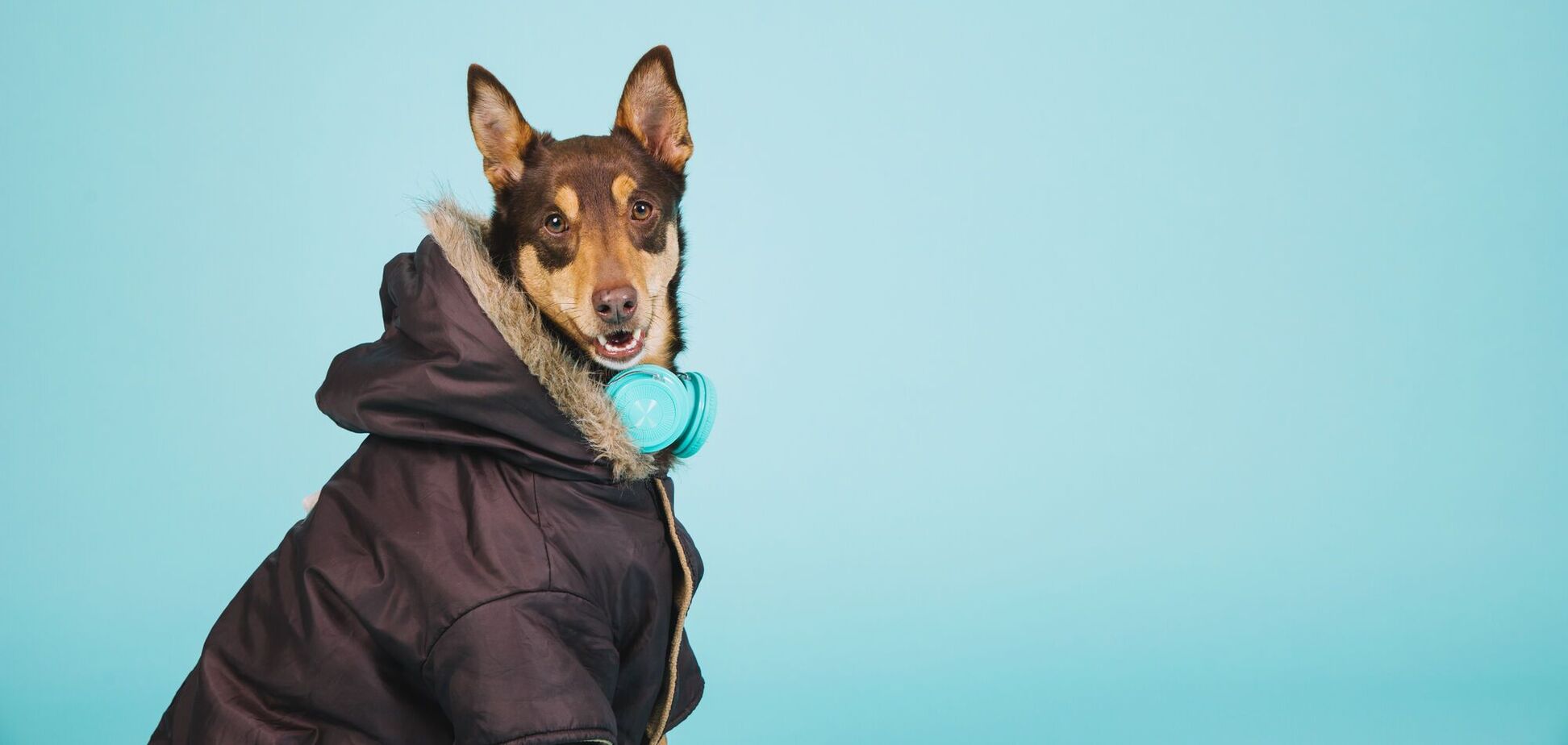 Когда стоит одеть собаке верхнюю одежду зимой: объясняют эксперты