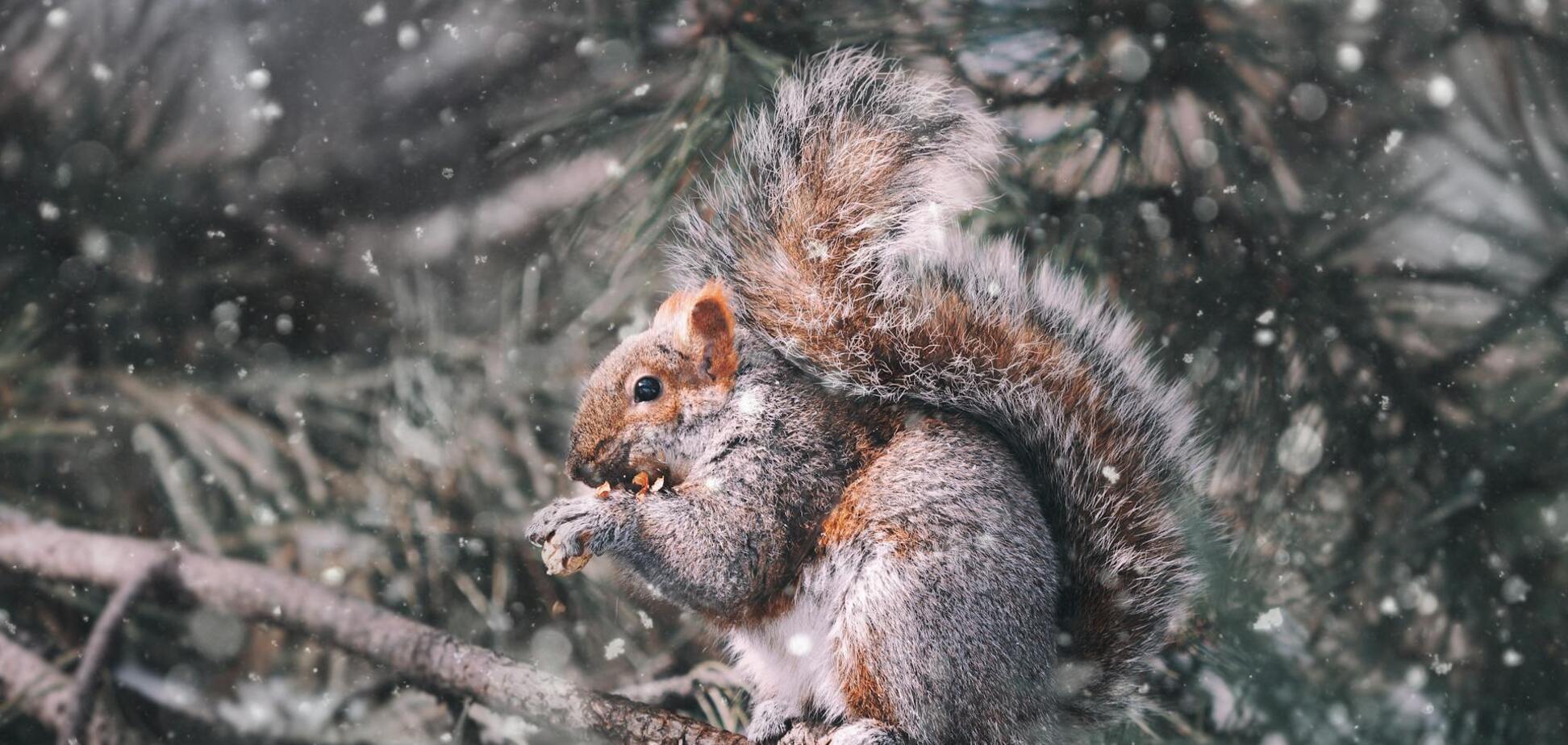 Мокрий сніг, дощ та ожеледиця: синоптики попередили про погіршення ситуації на дорогах у неділю