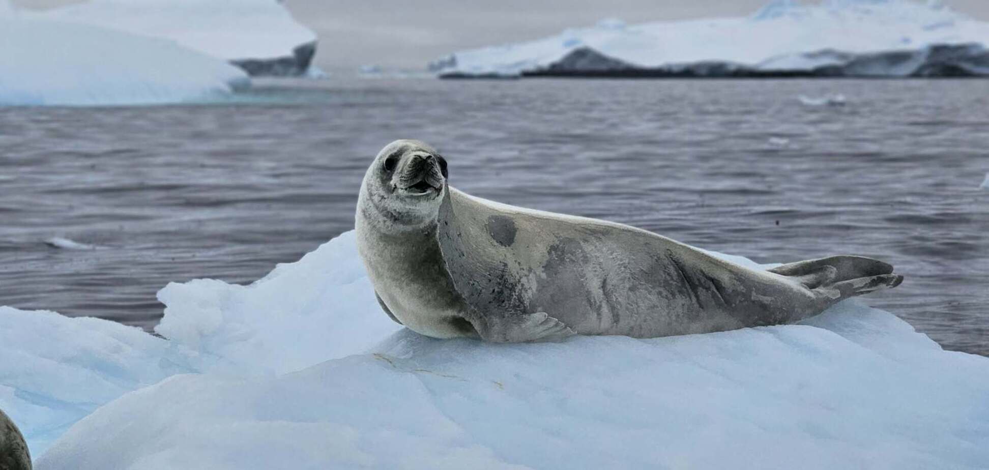 Фото тюленей, которые сладко спят на льдинах возле 'Вернадского', очаровали сеть