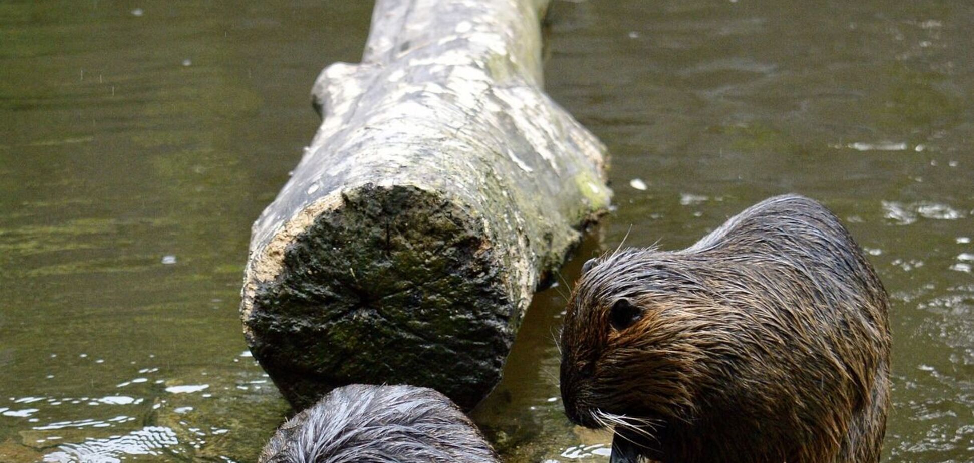 Бобры бесплатно построили дамбу вместо людей